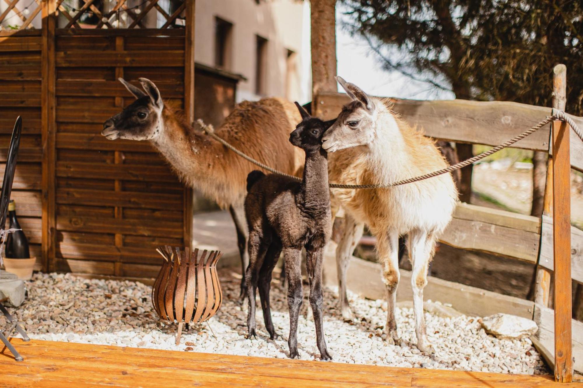 Hotel Rozkos Česká Skalice Exteriör bild